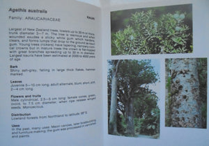 Handguide to Native Trees in New Zealand By Ken Stewart