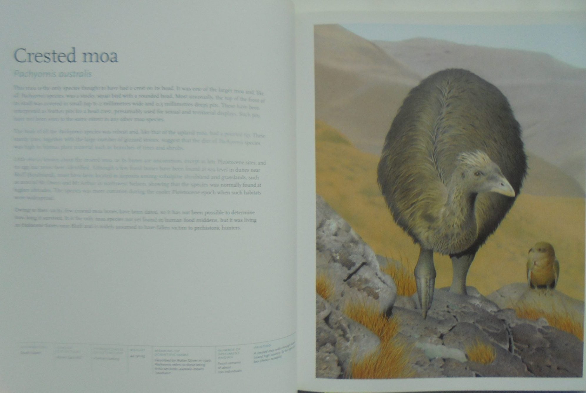 Extinct Birds of New Zealand by Alan Tennyson and Paul Martinson. SCARCE