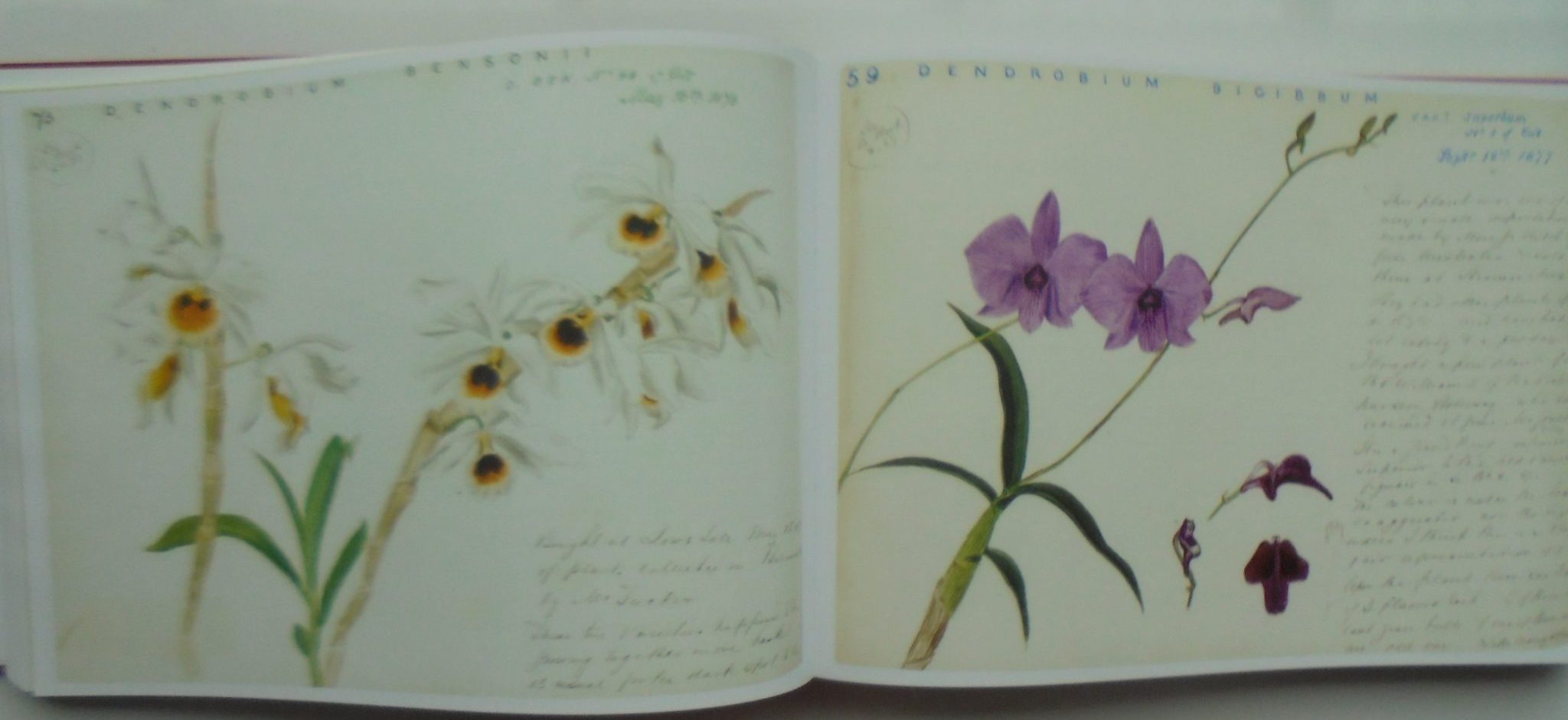 A Very Victorian Passion The Orchid Paintings of John Day from the Royal Botanic Gardens, Kew by Phillip Cribb & Michael Tibbs.