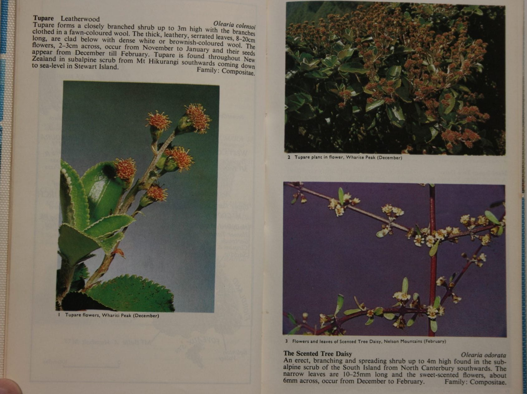 A Field Guide to the Alpine Plants of New Zealand. By J.T. Salmon