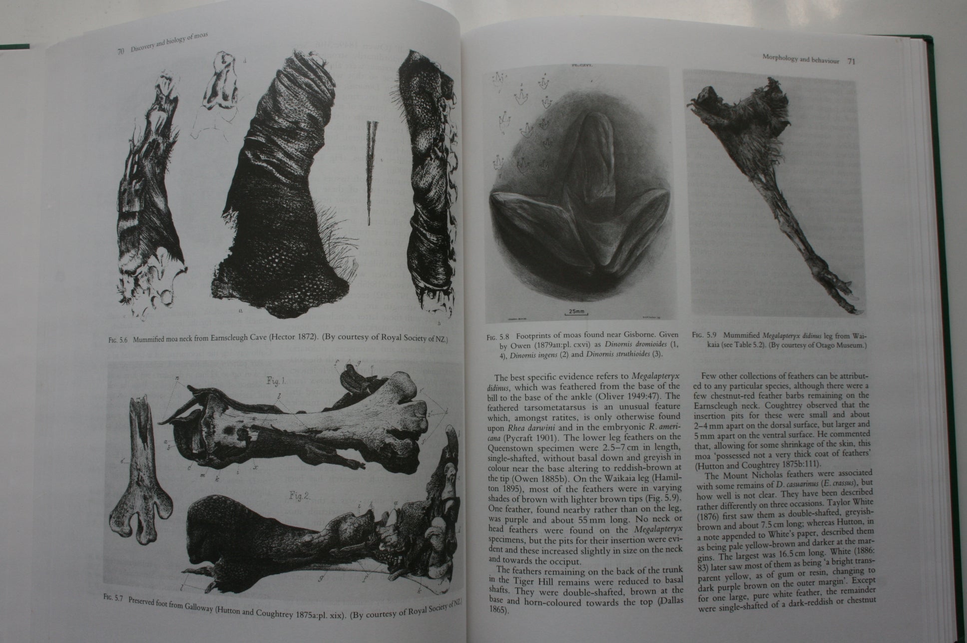 Prodigious Birds: Moas and Moa-Hunting in New Zealand. FIRST EDITION HARDBACK