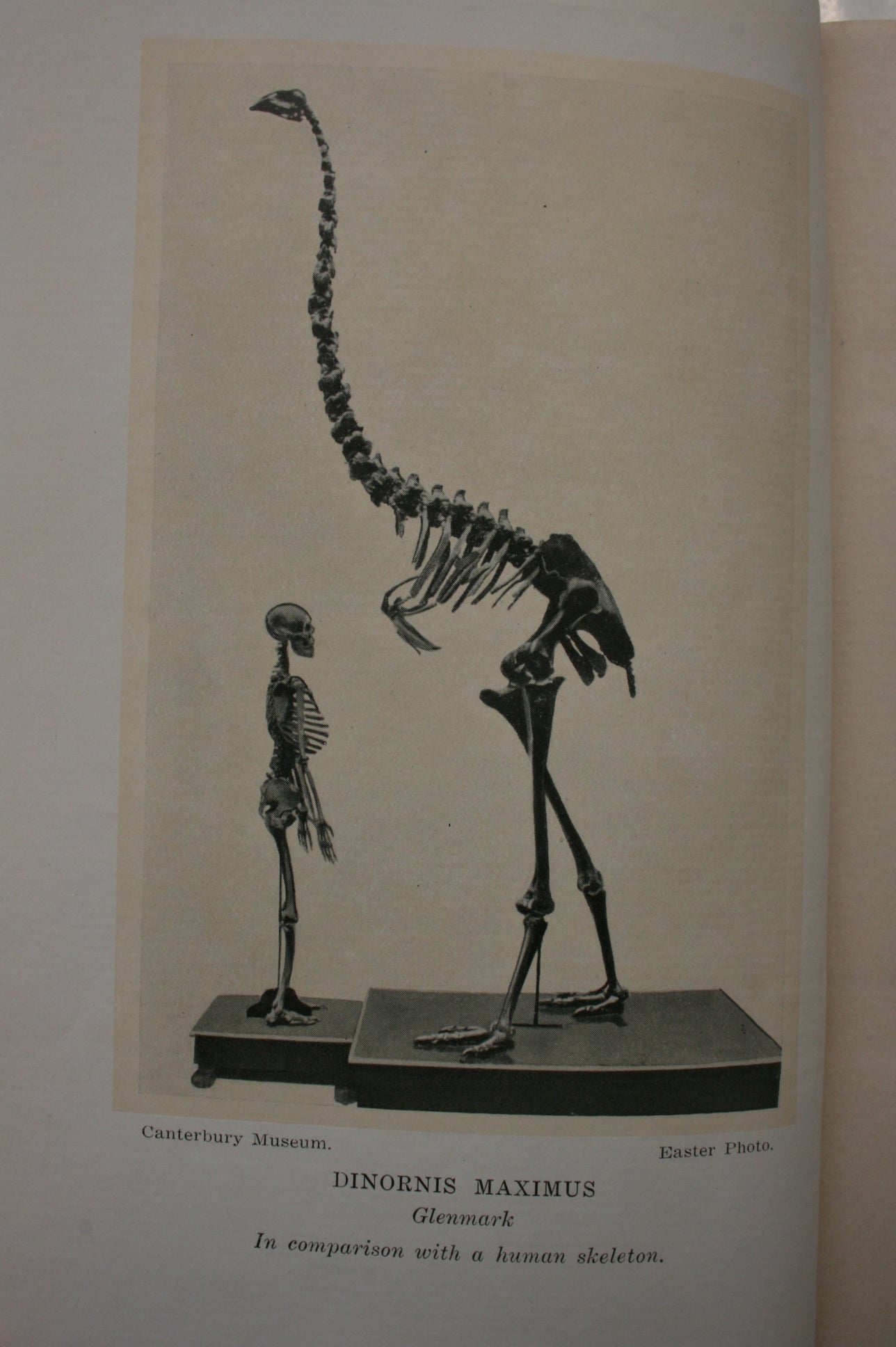 The Mystery of the Moa: New Zealand's Avian Giant by T. Lindsay Buick. 1931. FIRST EDITION. VERY SCARCE.