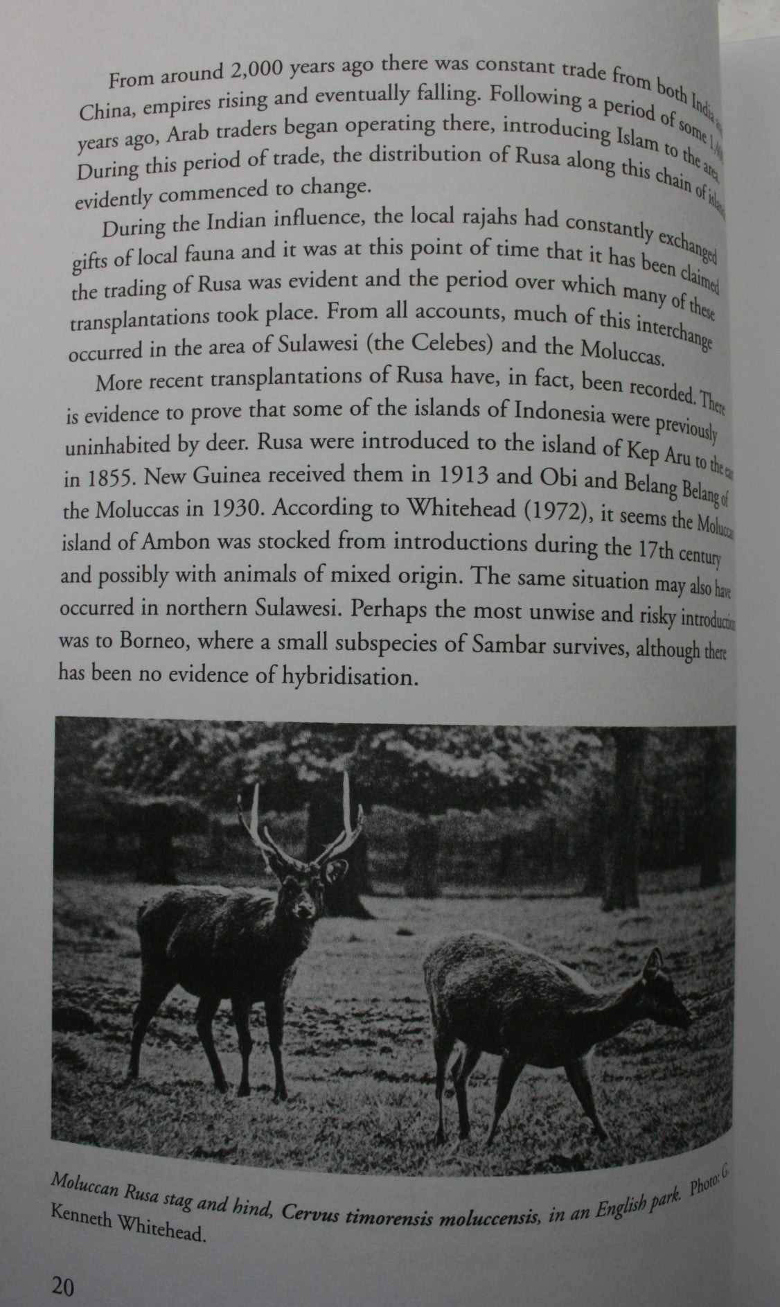 The Rusa Sambar and ­Whitetail Deer New Zealand Big Game Records Series By Bruce Banwell.