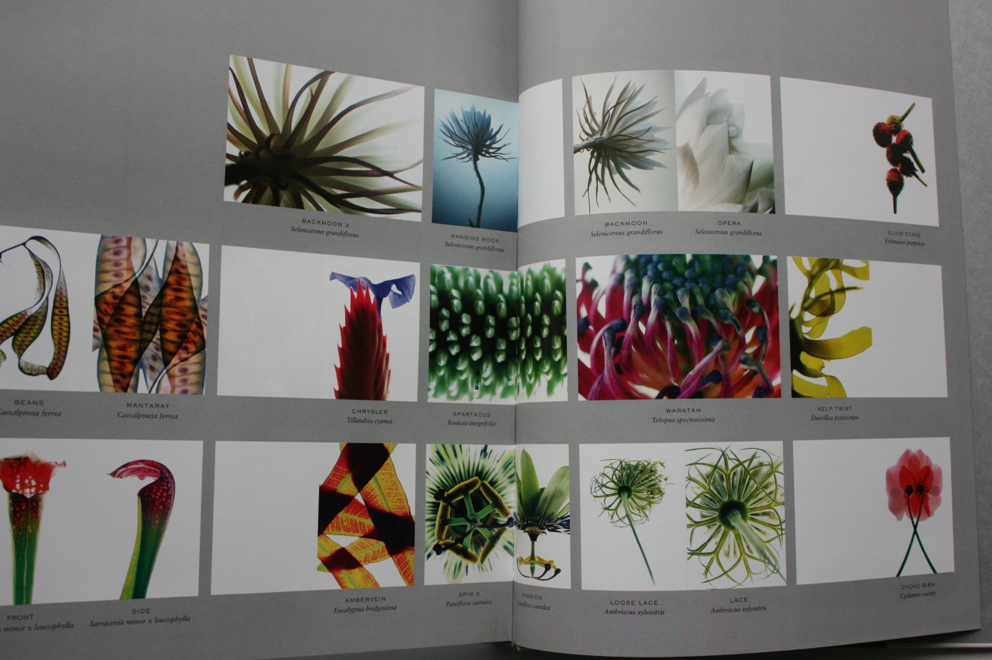 Floranova By Warwick Orme. 2004, first edition.