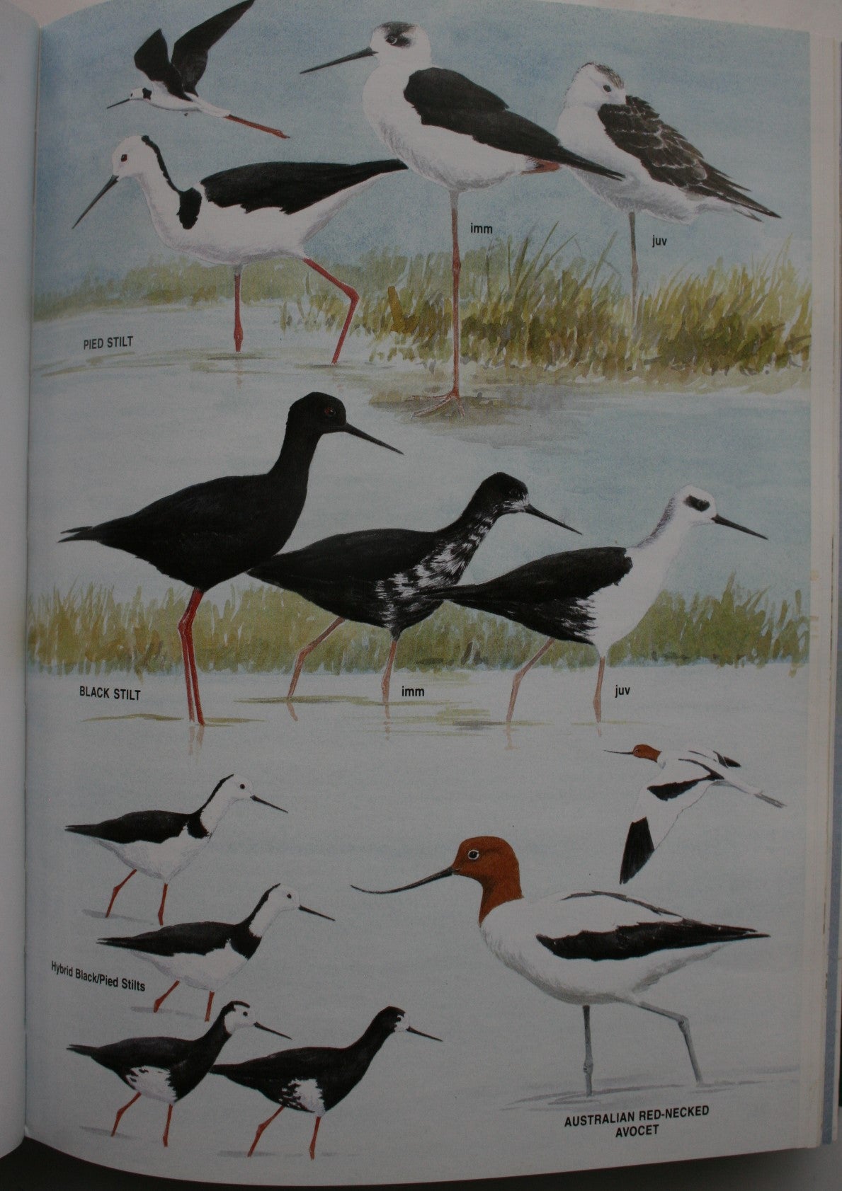 The Field Guide to the Birds of New Zealand. Revised Edition, By Barrie Heather, Hugh Robertson, Derek Onley