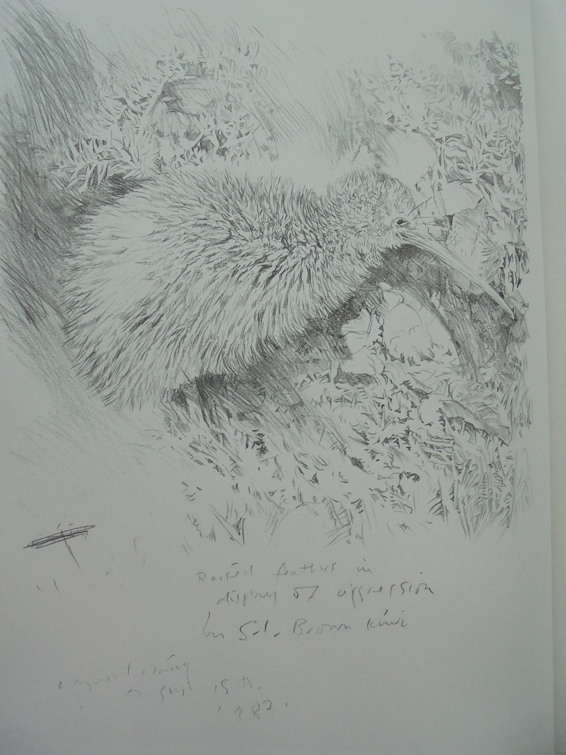 Kiwis A Monograph of the Family Apterygidae By Ray Harris Ching