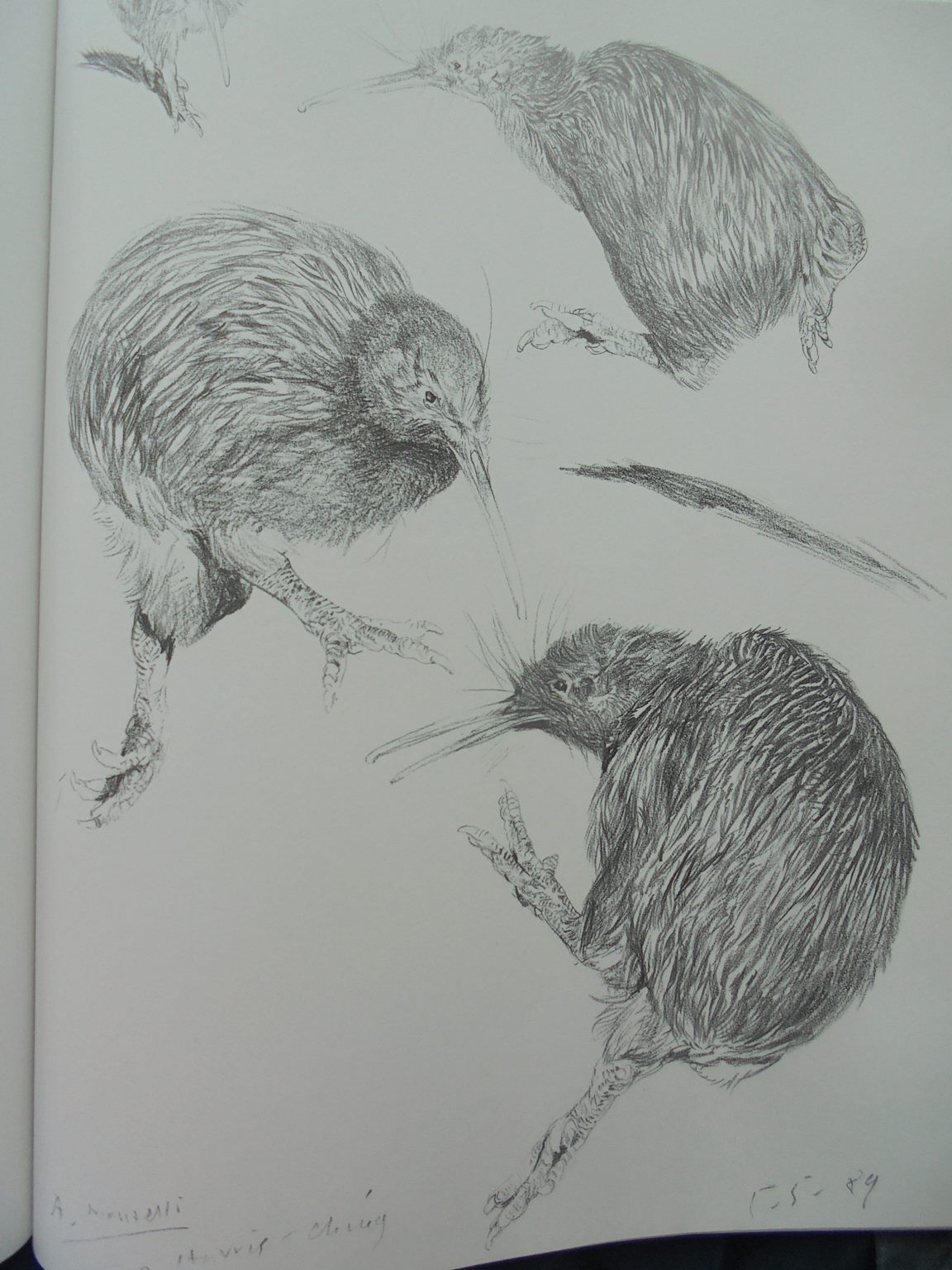 Kiwis A Monograph of the Family Apterygidae By Ray Harris Ching