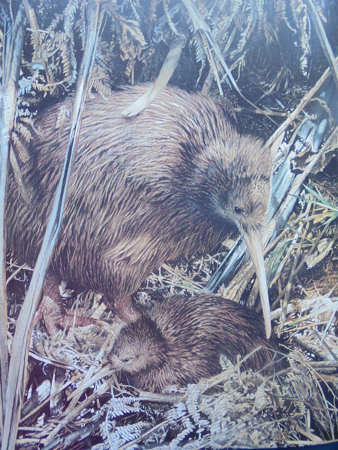 Kiwis A Monograph of the Family Apterygidae By Ray Harris Ching