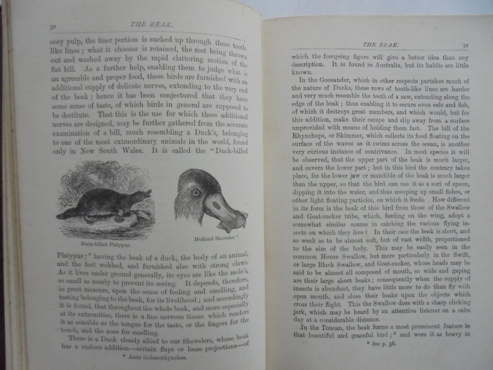 A Familiar History of Birds. 1892. By E. Stanley