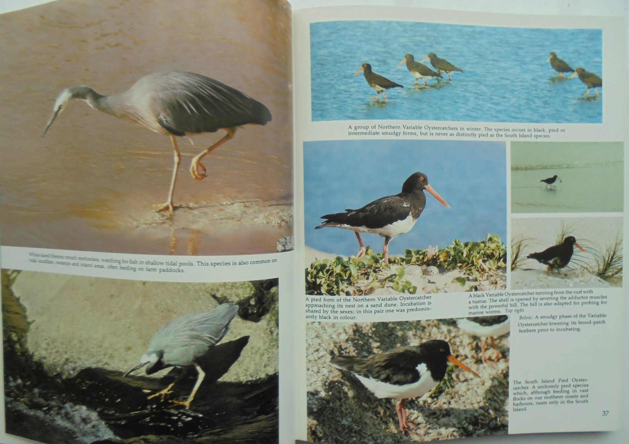 The birds around us : New Zealand birds, their habits and habitats. By Geoff Moon