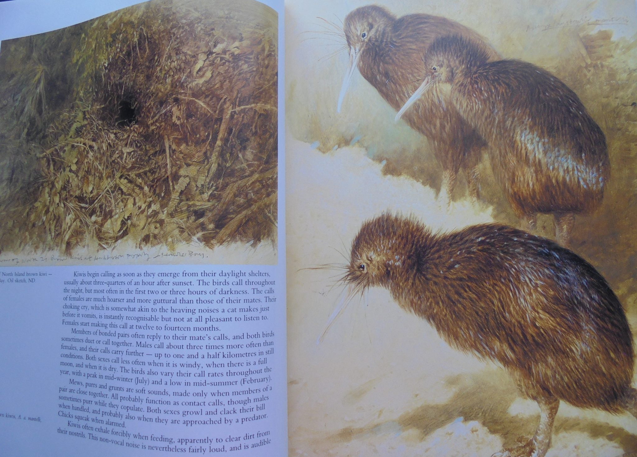 Kiwis A Monograph of the Family Apterygidae By Ray Harris Ching