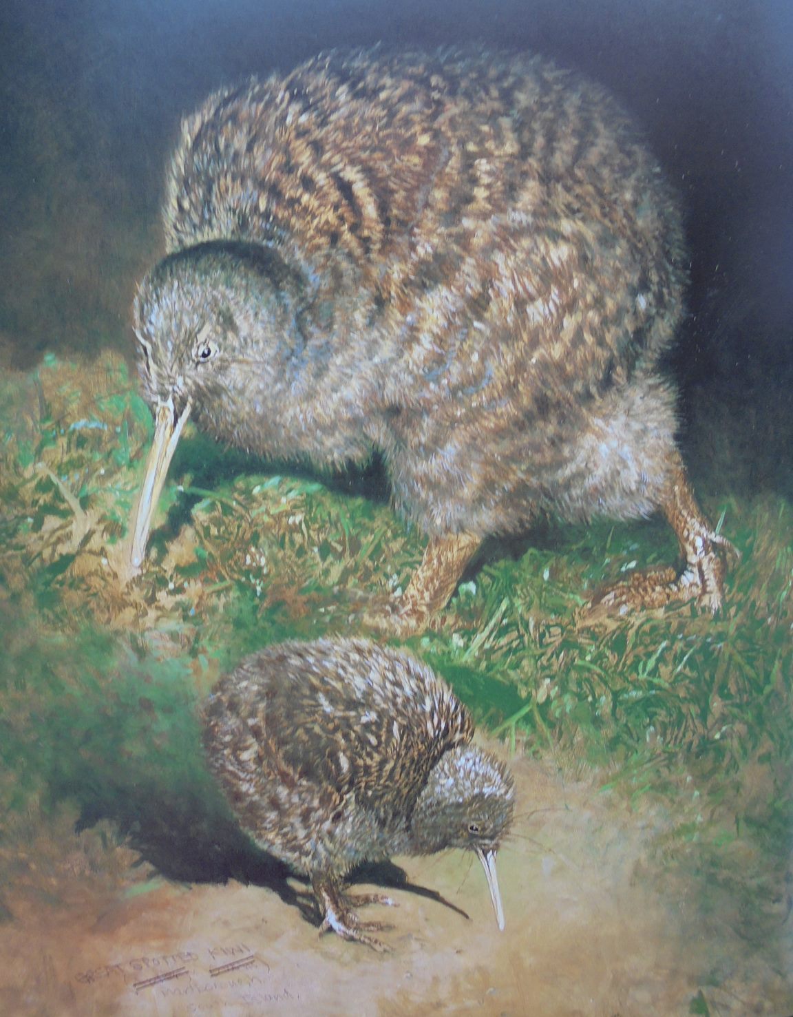 Kiwis A Monograph of the Family Apterygidae By Ray Harris Ching