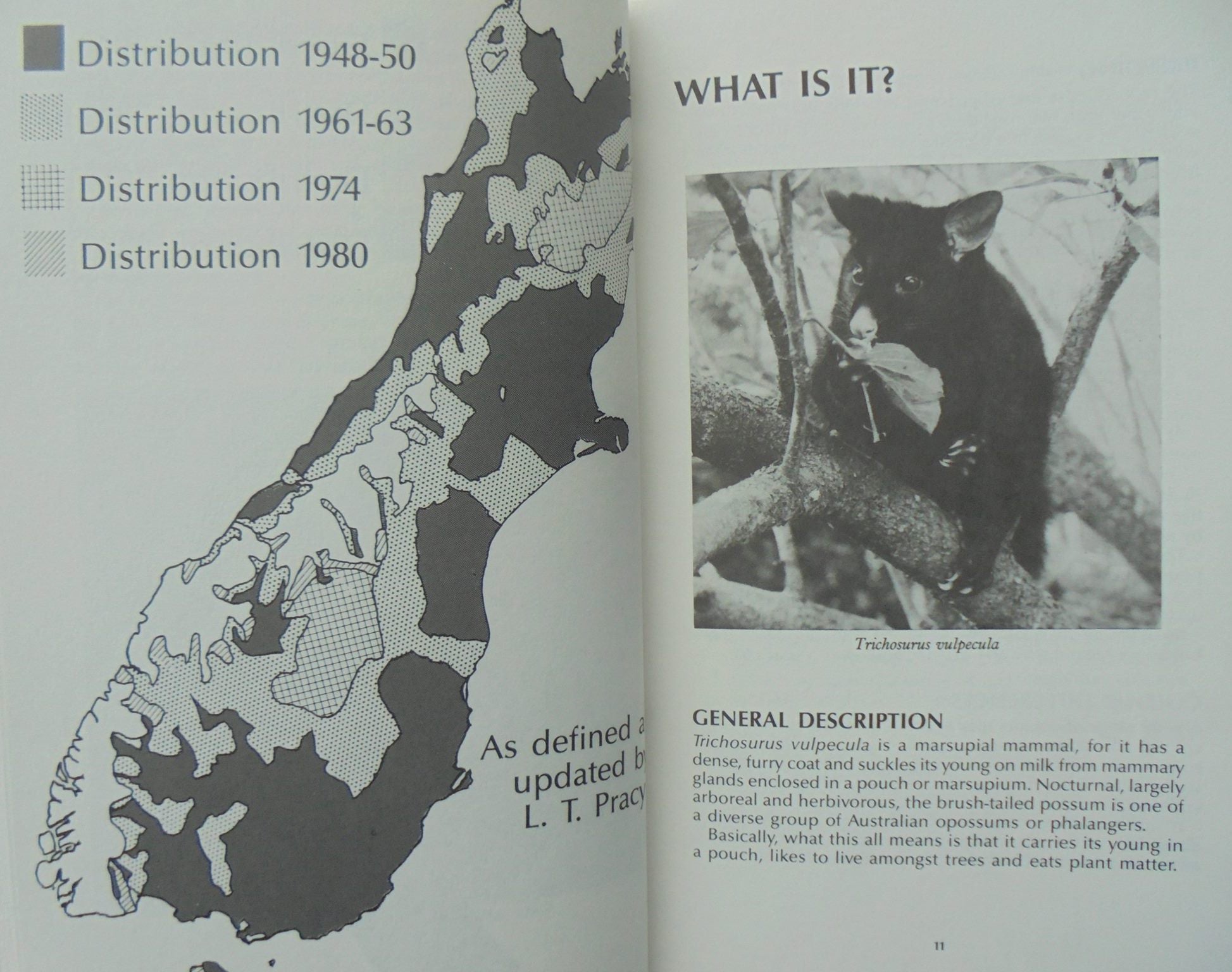 Possum Hunting in New Zealand: A practical guide to hunting methods, preparation, and sale of skins by Marshall, Graeme. evised edition 1988