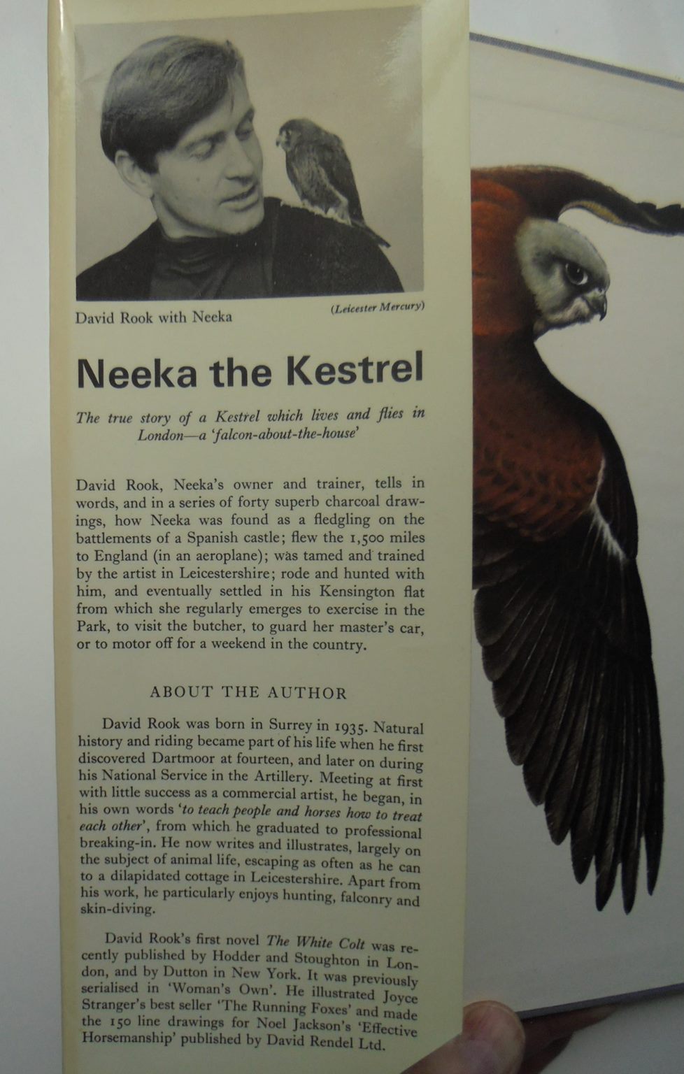 Neeka the kestrel. By David Rook