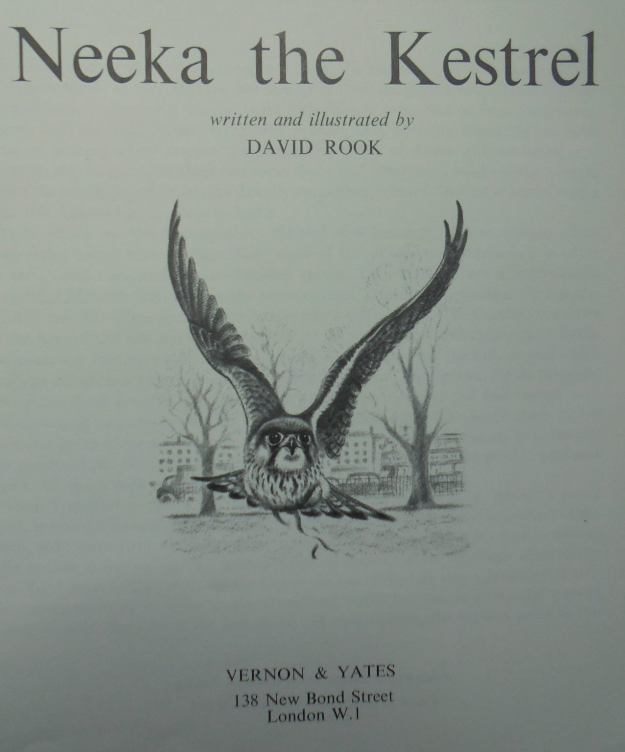 Neeka the kestrel. By David Rook