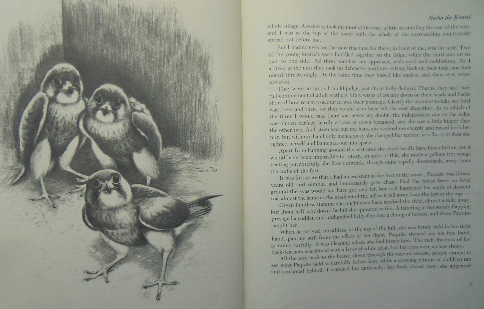 David Rook Author Neeka the kestrel. By David Rook – Phoenix Books NZ