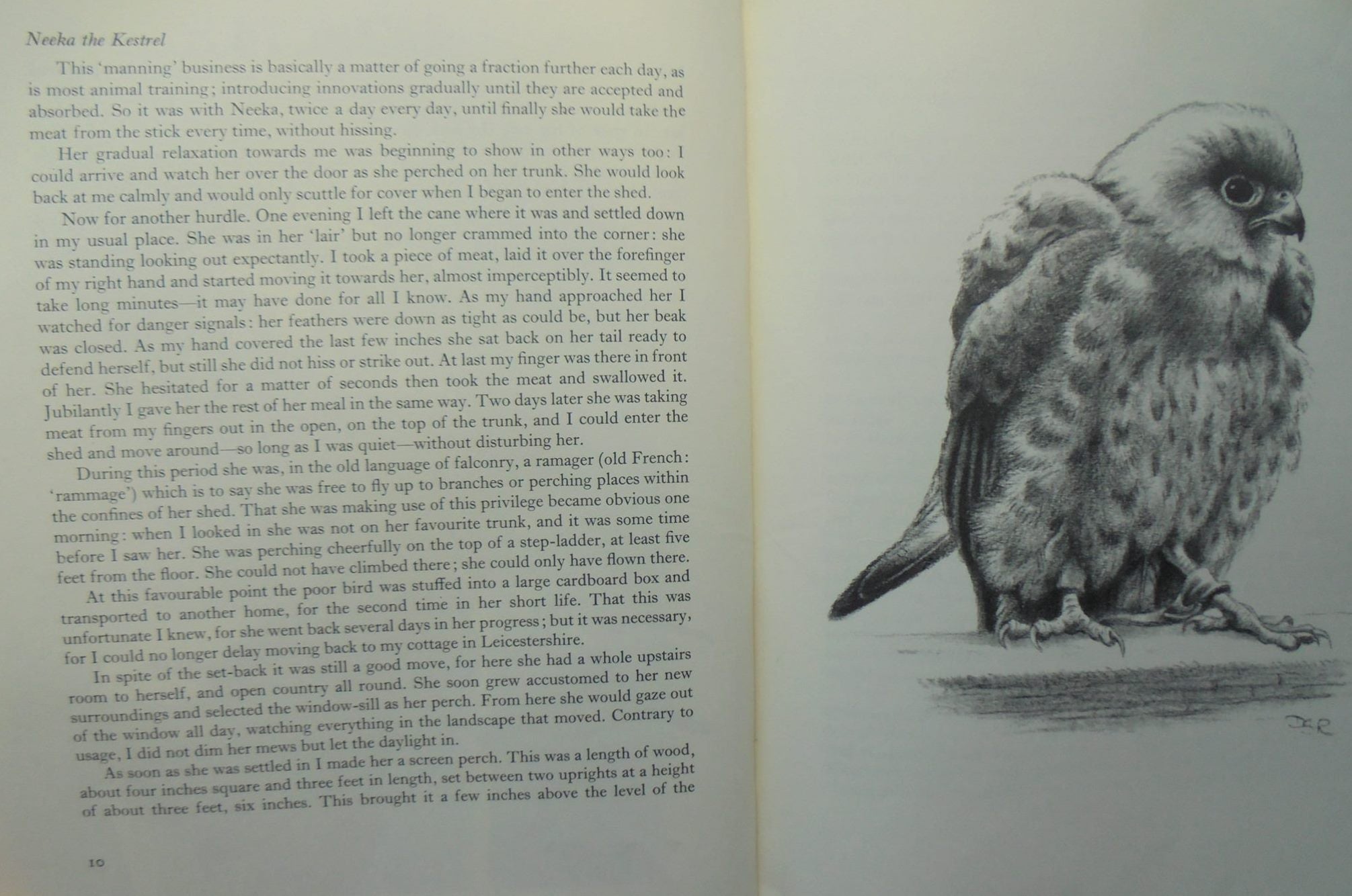 David Rook Author Neeka the kestrel. By David Rook – Phoenix Books NZ