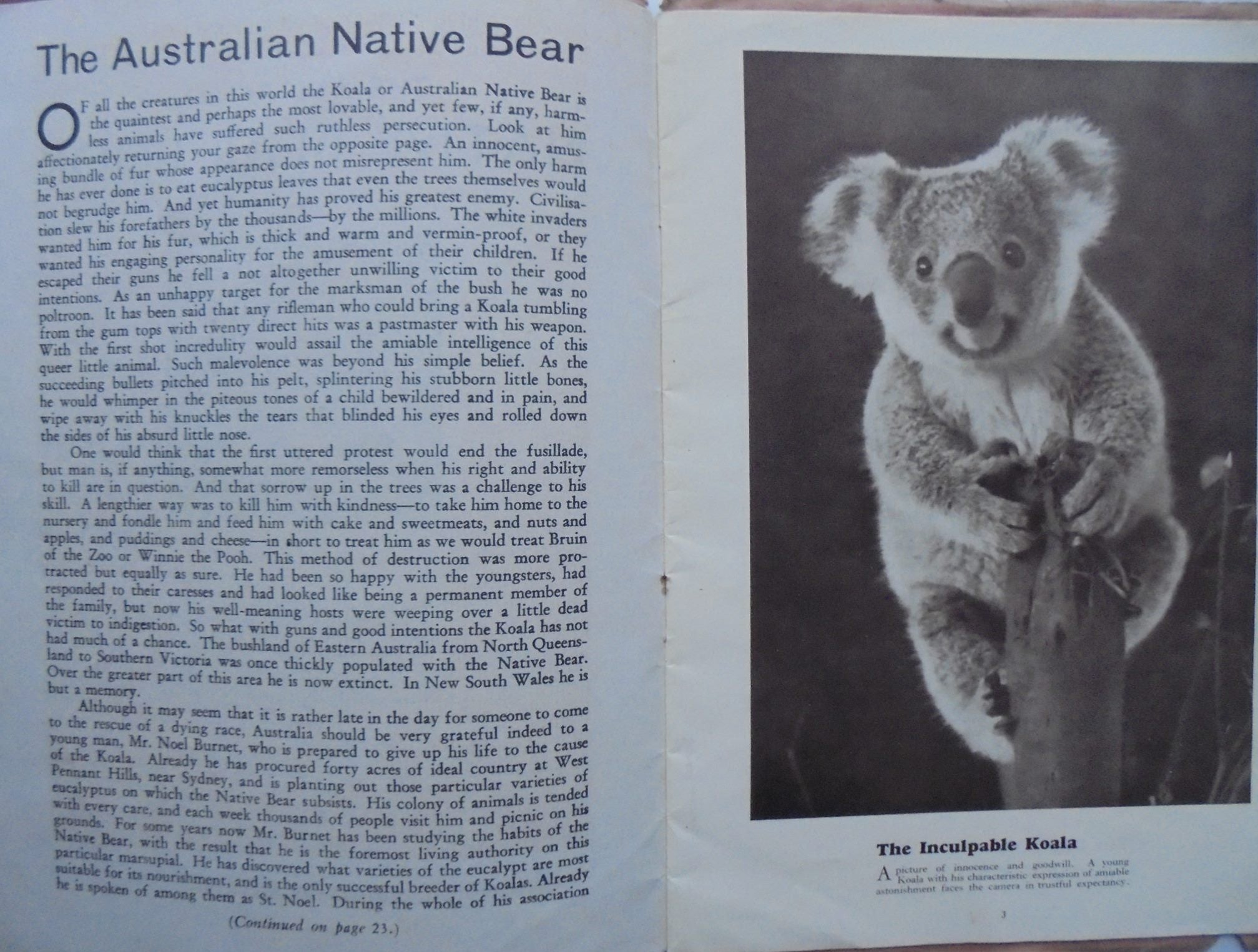 The Australian native bear book: Photographic studies by Cazneaux.