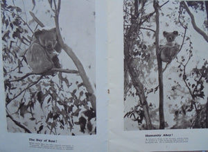 The Australian native bear book: Photographic studies by Cazneaux.