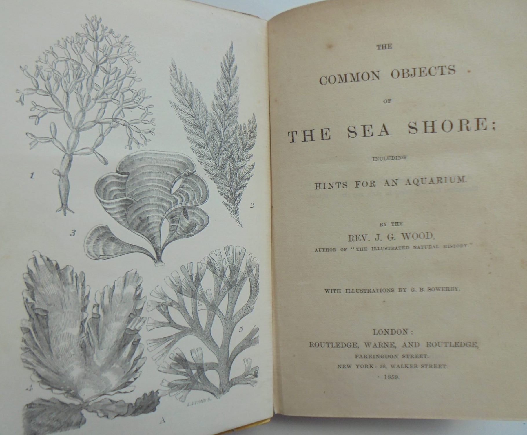 The Common Objects Of The Sea Shore : Including Hints For An Aquarium. 1859