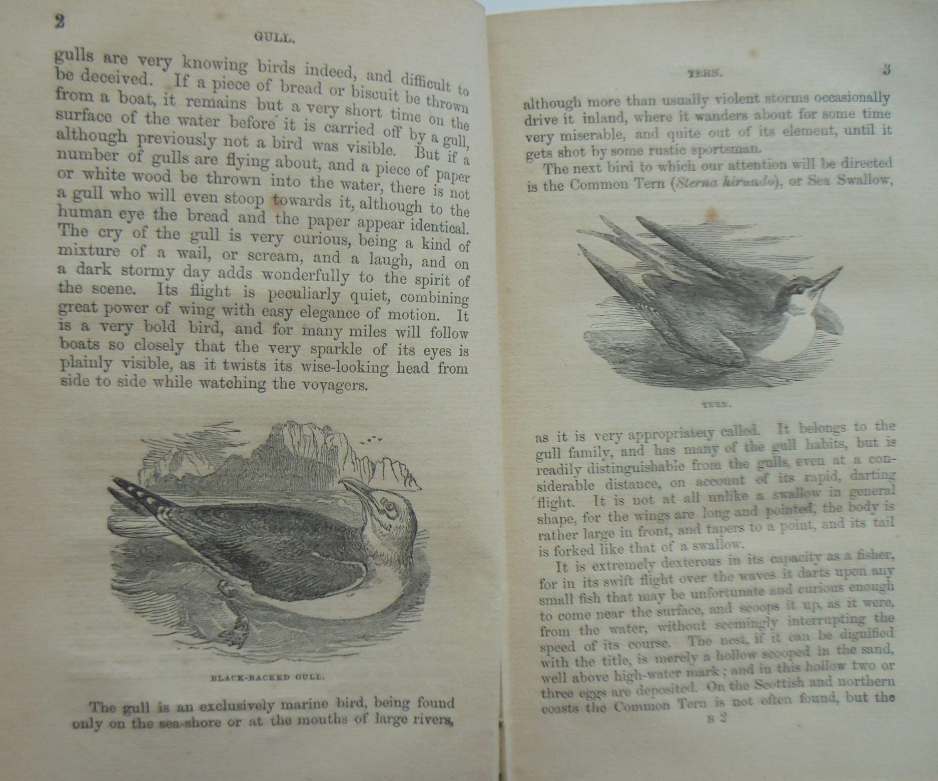 The Common Objects Of The Sea Shore : Including Hints For An Aquarium. 1859