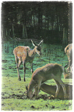 The Red Stags of the Rakaia - by D. Bruce Banwell. [First Edition]